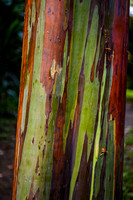 Maui Rainbow Trees
